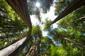 western-red-cedar